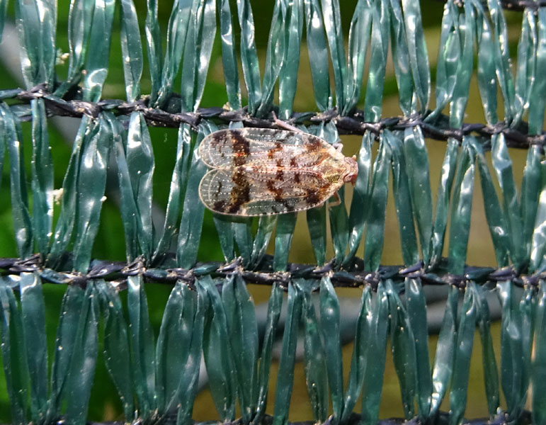 Fulgoromorpha Cixiidae: Cixius sp.